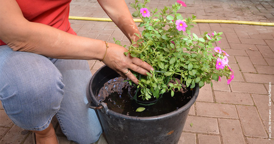 Praxis-Tipp: Wortmann-Mitarbeiterin Rita Ross zeigt, wie sich Pflanzen im Kübel pudelwohl fühlen.